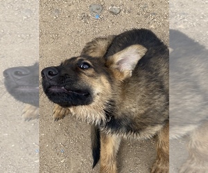 German Shepherd Dog Puppy for sale in TUCSON, AZ, USA