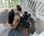 Small Photo #22 Yoranian Puppy For Sale in MORROW, OH, USA