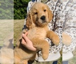 Small Photo #7 Golden Retriever Puppy For Sale in SALISBURY, NC, USA