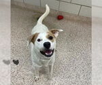 Small #2 American Bulldog-American Staffordshire Terrier Mix