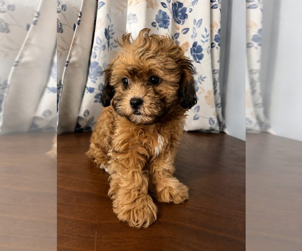 Medium Photo #2 Shih-Poo Puppy For Sale in DURHAM, CT, USA