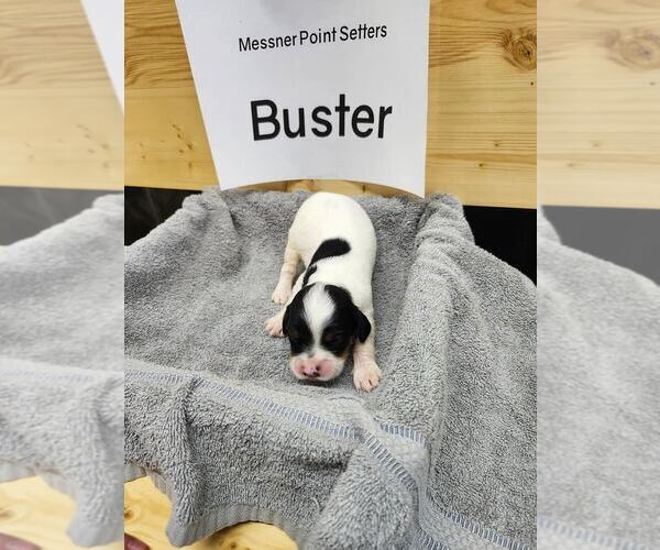 Medium Photo #1 English Setter Puppy For Sale in HANCOCK, MN, USA