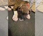 Small Photo #5 Boxer Puppy For Sale in KIMMELL, IN, USA