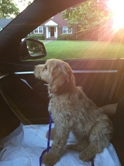 Goldendoodle Puppy for sale in WEST HEMPSTEAD, NY, USA