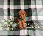 Small Photo #1 Poodle (Toy) Puppy For Sale in LINCOLN UNIVERSITY, PA, USA