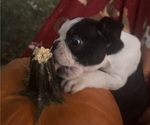 Small #2 Faux Frenchbo Bulldog