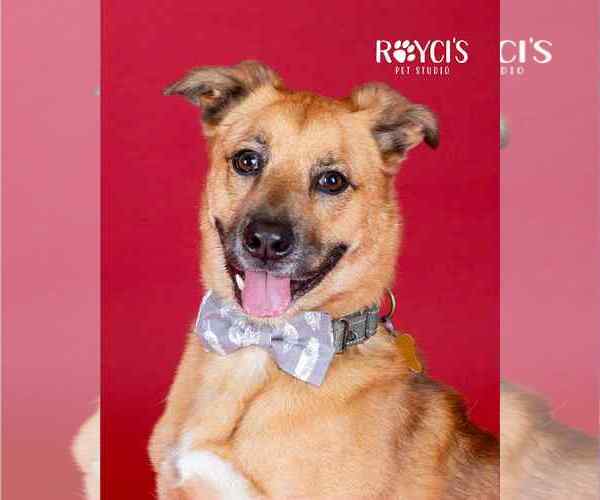 Medium Photo #9 Mutt Puppy For Sale in Sandy, UT, USA