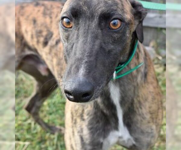 Medium Photo #1 Greyhound Puppy For Sale in Grandville, MI, USA
