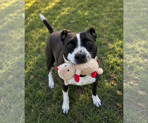 Sadie - Female Mutt Dog for Adoption - Photo #6