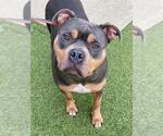 Small American Pit Bull Terrier