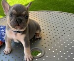 Puppy 1 French Bulldog