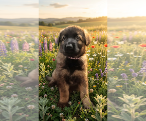 German Shepherd Dog Puppy for sale in PITTSBURGH, PA, USA