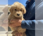 Small #3 Golden Retriever