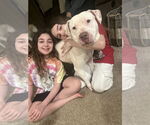 Small #1 American Staffordshire Terrier-Bullmastiff Mix