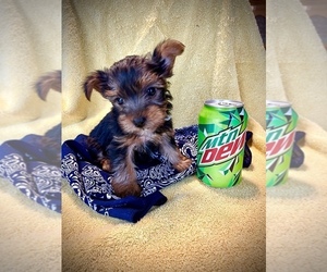 Yorkshire Terrier Puppy for sale in OLATHE, KS, USA
