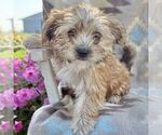 Small #1 Morkie