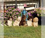 Small #3 Cavapoo