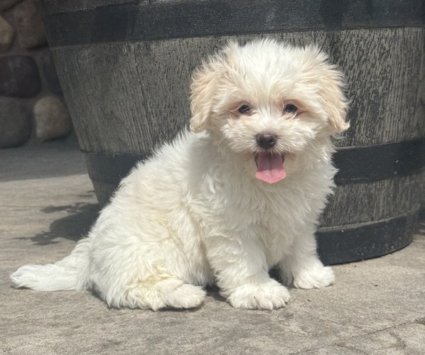 Medium Photo #2 Zuchon Puppy For Sale in CANOGA, NY, USA