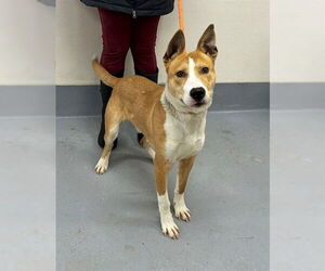 Basenji-Unknown Mix Dogs for adoption in Louisville, KY, USA