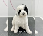 Small Photo #2 Sheepadoodle Puppy For Sale in EAST GRAND FORKS, MN, USA