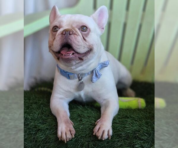 Medium Photo #8 French Bulldog Puppy For Sale in Tustin, CA, USA