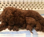 Small Photo #2 Australian Labradoodle Puppy For Sale in MILL VALLEY, CA, USA