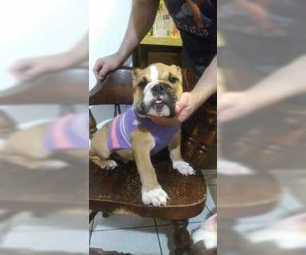 Medium Photo #2 English Bulldog Puppy For Sale in EAST HAVEN, CT, USA