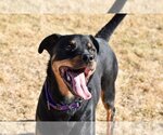 Small Photo #1 Rottweiler Puppy For Sale in Mills, WY, USA