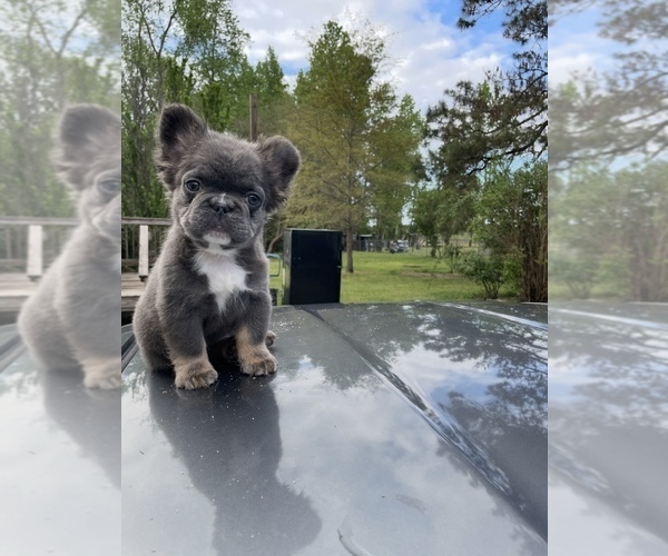 Medium Photo #1 French Bulldog Puppy For Sale in FAYETTEVILLE, NC, USA