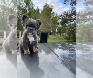 French Bulldog Puppy for sale in FAYETTEVILLE, NC, USA