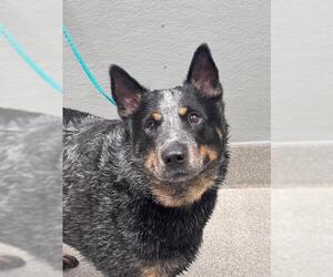 Mutt Dogs for adoption in Las Vegas, NV, USA