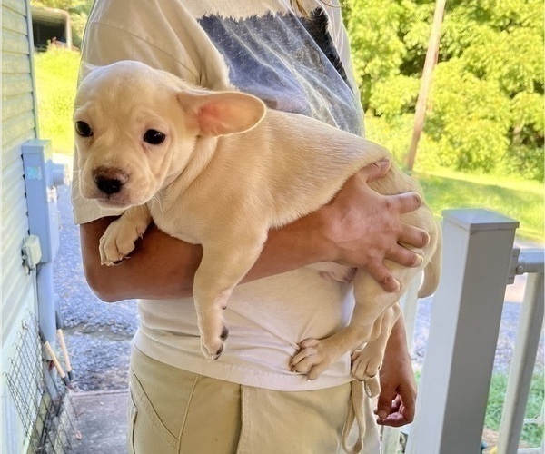 Medium Photo #92 French Bullhuahua Puppy For Sale in SPRAGGS, PA, USA