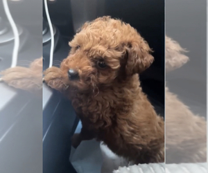 Poodle (Toy) Puppy for sale in RIVERSIDE, CA, USA