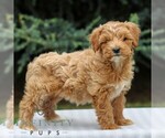 Small #1 Goldendoodle (Miniature)