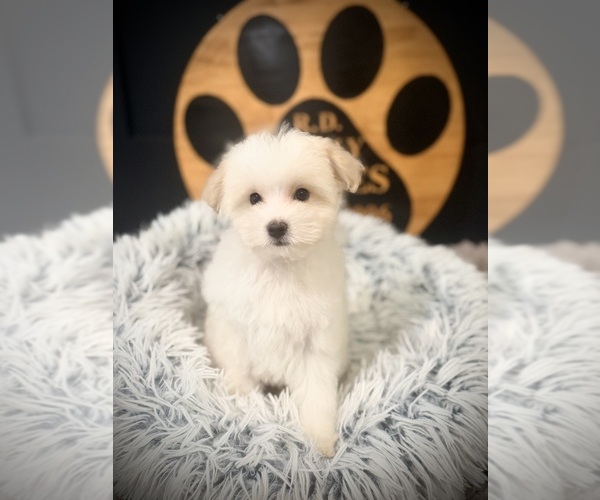 Medium Photo #7 Maltipoo (Toy) Puppy For Sale in CROSSVILLE, TN, USA