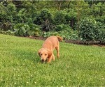 Small Photo #8 Goldendoodle (Miniature) Puppy For Sale in AIRVILLE, PA, USA