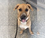 Small Photo #3 Mutt Puppy For Sale in Bemidji, MN, USA