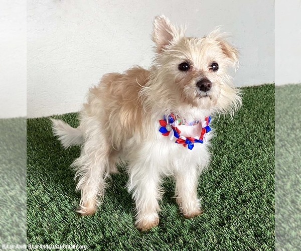 Medium Photo #3 Maltese-Unknown Mix Puppy For Sale in San Diego, CA, USA