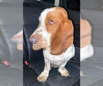 Small #2 Basset Hound