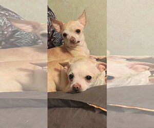 Chihuahua Dogs for adoption in MIDWAY, UT, USA