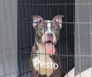 American Pit Bull Terrier-American Staffordshire Terrier Mix Dogs for adoption in Wenonah, NJ, USA