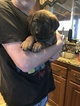 Small Photo #18 Malinois Puppy For Sale in EAGLE POINT, OR, USA