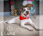 Small #3 American Pit Bull Terrier Mix