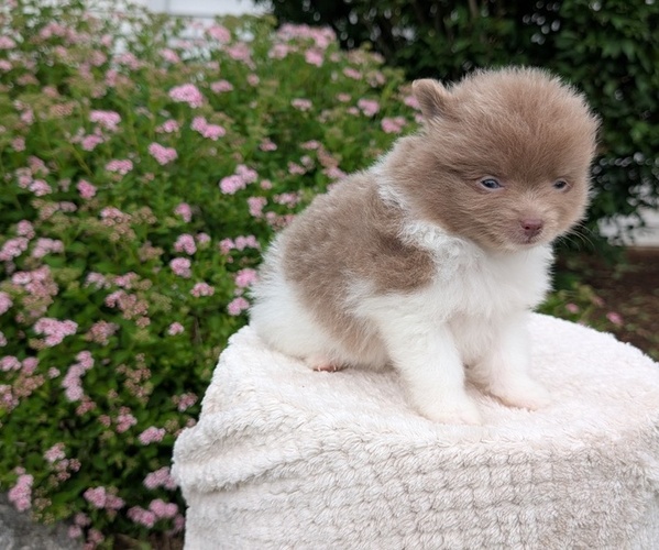 Medium Photo #10 Pomeranian Puppy For Sale in GOSHEN, IN, USA