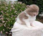 Small #9 Pomeranian