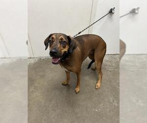 Redbone Coonhound Dogs for adoption in Rosenberg, TX, USA