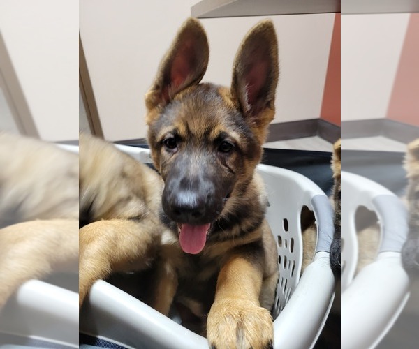 Medium Photo #6 German Shepherd Dog Puppy For Sale in SAINT CROIX FALLS, WI, USA