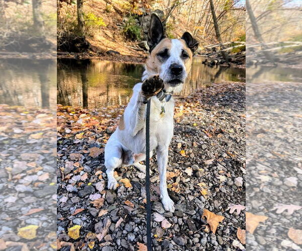 Medium Photo #7 Mutt Puppy For Sale in Rockaway, NJ, USA