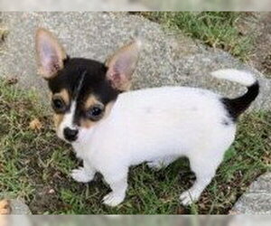 Chihuahua Dogs for adoption in Redwood City, CA, USA