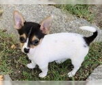CISCO - Male Chihuahua Dog for Adoption - Small photo